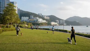 A dog-friendly lawn at Cyberport Waterfront Park in Hong Kong
