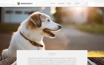 A Hong Kong dog learning calmly with rewards at home