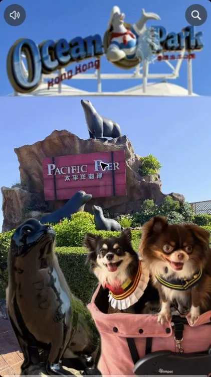 Two small dogs in a stroller at the Pacific Pier sign in Ocean Park