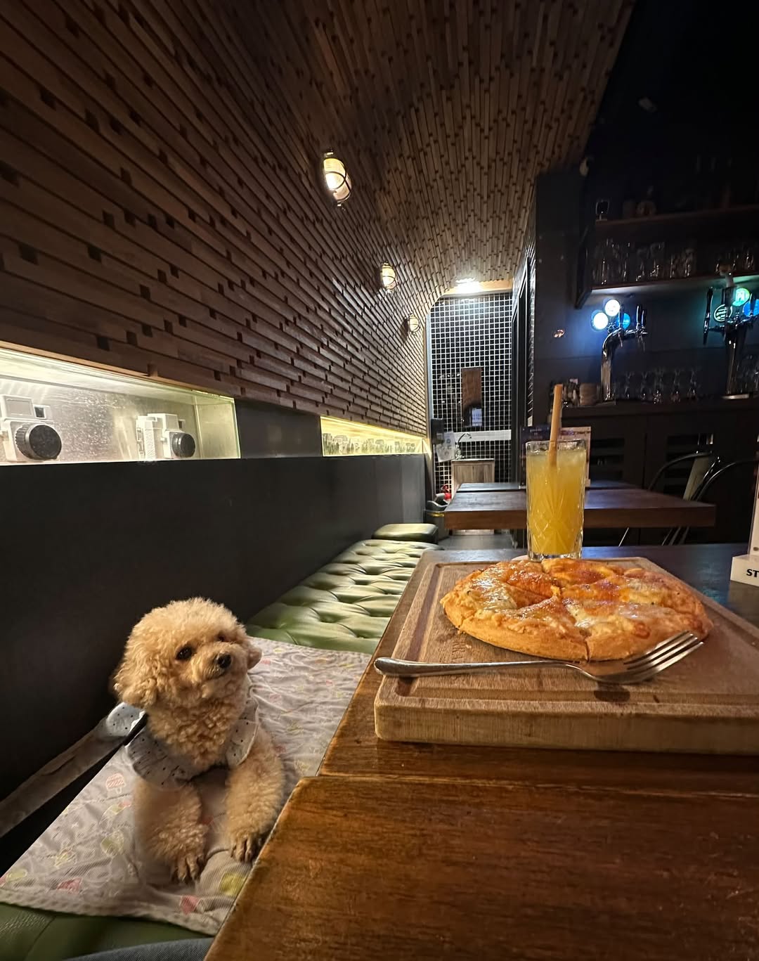 Dog visiting B and W with pizza on the table