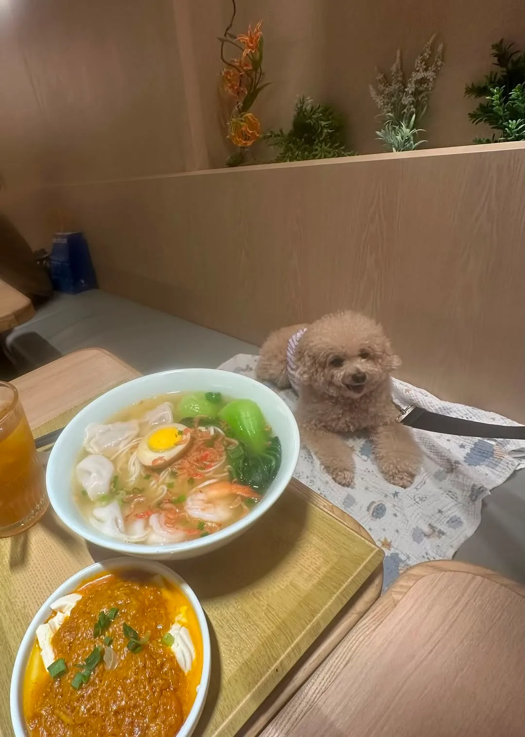 Dog dining indoors at KiKi Noodle Bar in Hysan Place