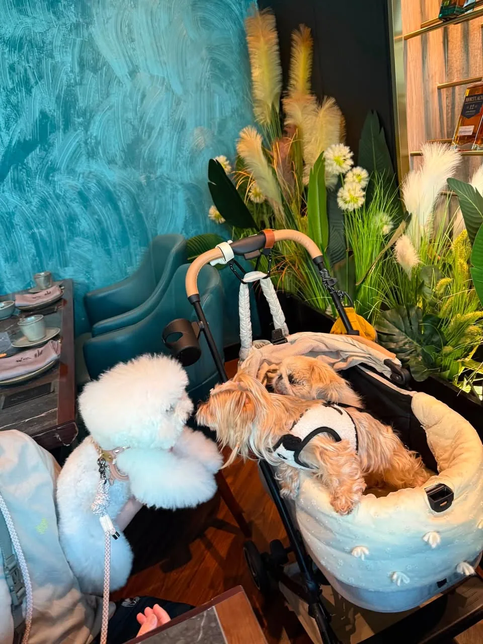 Several dogs dining with their owners inside a Hong Kong restaurant