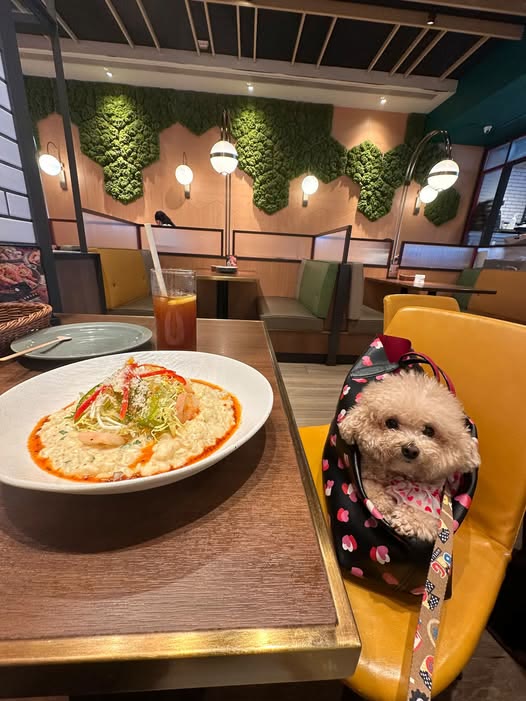 Pizza Maru (Ocean Terminal) - venue photo